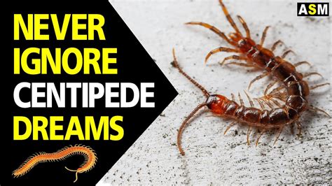 centipede meaning in dreams|Decoding Your Dreams: What Does It Mean When You Dream Ab.
